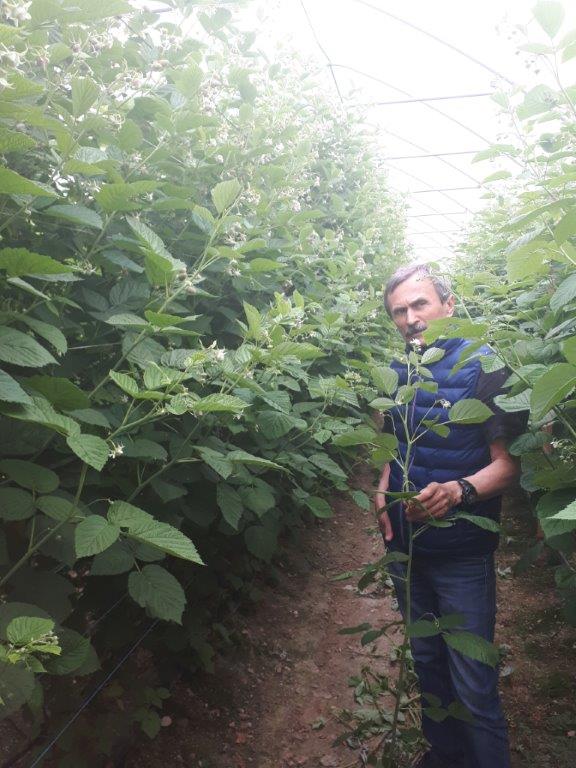 Wielkość przyrostu jednorocznego pędu owoconośnego. Obecnie ze względu na wysokie pH podłoża podawany jest Kristalon Gena (25 kg/ha) na zmianę z YaraLiva Calcinit (25 kg/ha).
