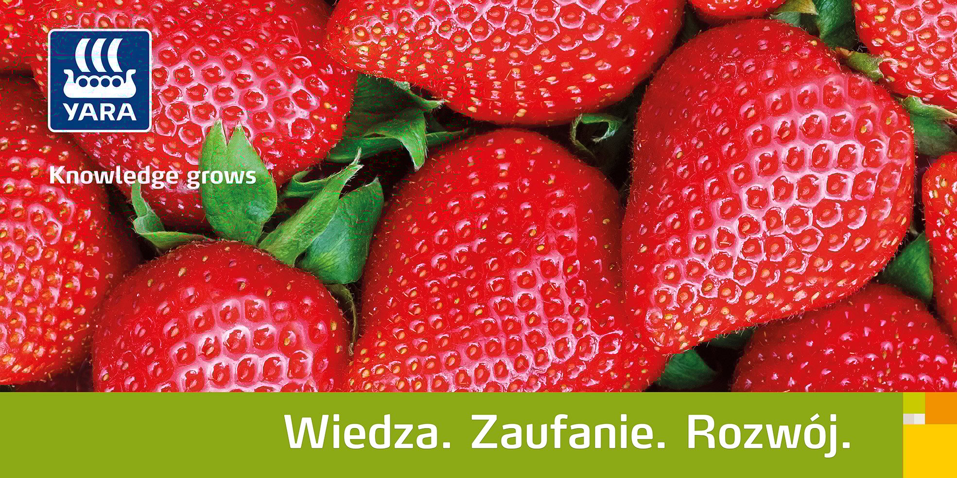 Programy nawożenia roślin jagodowych